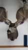 Bow1.png