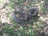 turkey hunt 4-19-12 001.JPG