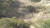 doe&fawns.jpg