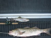 joshspics081.jpg