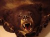 First Bear2.JPG