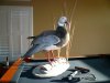 eaglehead.JPG
