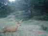 Homebrew Cam.JPG