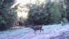 A31 Buck.JPG