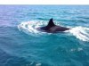 Orcas  - Fishing with David T.jpg