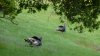 tomturkeys3242013.JPG