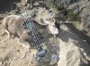 my buck 3x2 024.JPG