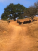 herd1.png