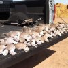 tailgate doves.jpg