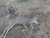 Deer 2013 (2).jpg