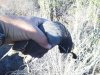 Quail2013.jpg