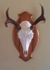 European Mount 2013.jpg