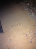 Snakey.png