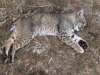 Kitty1.jpg