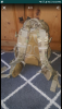 Screenshot_20190307-120334.png