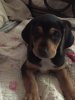 Puppy pic.JPG