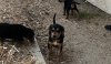 jax-rocket puppies.jpg