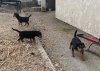 jax-rocket puppies 2.jpg