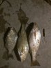 croaker.jpg