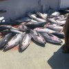 fresh tuna.jpg