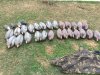 decoys.jpg