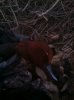 RedheadClosingSaturday.JPG