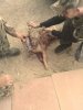 coyote1.jpg