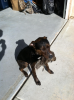 dog1.png