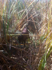 dog2.png