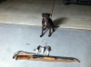 dog3.png