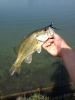 bass.png