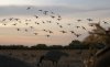 Waterfowl1.jpg