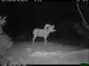 trail cam desert 881.JPG