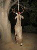 Bucks & Wister 10-31-12 102.JPG