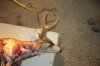 Marilyn's buck 2012 029.JPG