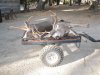 deer 2009 071.jpg