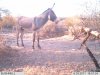 Burro.jpg