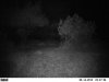 trail cam....5-18-13 085.JPG
