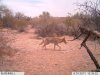 Coyote.jpg