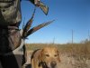 pheasant,dove,deer nov 10-14 021.JPG