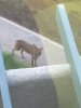 yote.jpg