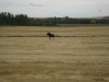 canada day 6 005.JPG