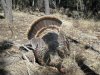 new mexico 1st gobbler 2011 007.JPG