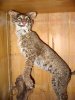 Bcat.jpg