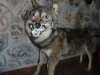 Yote.jpg