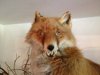 Fox.jpg