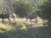 turkeys & deer 2-13-11 015.JPG
