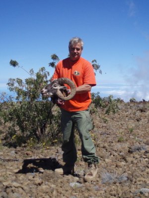 mouflon sheep 2_1.jpg