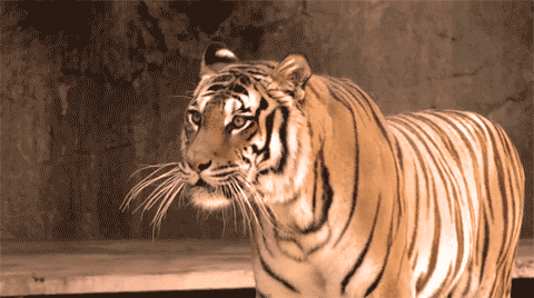 tmp (1).gif