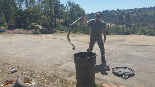 Rattlesnake.jpg